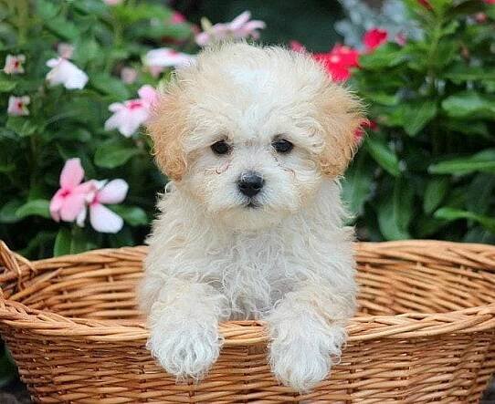 Roztomilá a milá štěňata Maltipoo na prodej