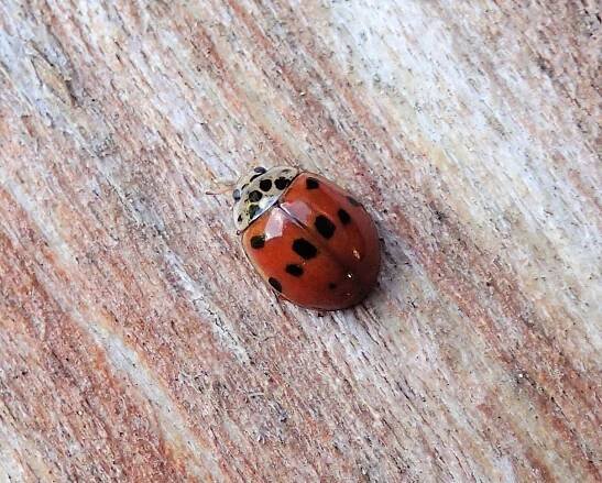 Obrázek - Adalia decempunctata (slunéčko desetitečné) | BioLib.cz
