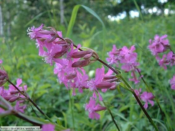 Herbář Wendys - Lychnis viscaria - smolnička obecná
