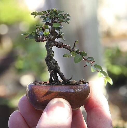 BILL JUMPS A BROAD- Part 5 – Valavanis Bonsai Blog