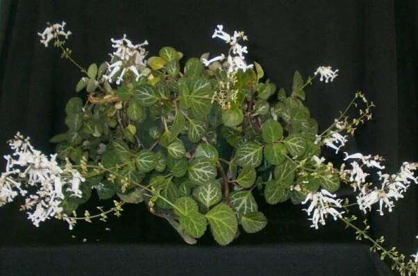 Je možné množit plectranthus z listů?