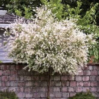 Japonská vrba Pendula, С5