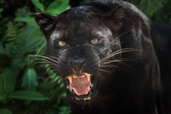 Black panther