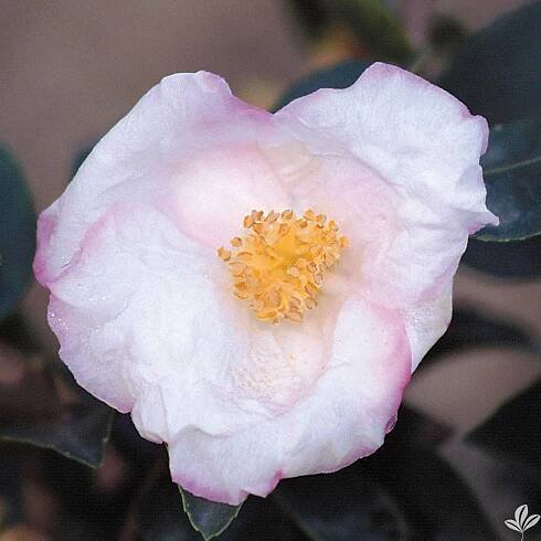 PICTURES - Cam Too Camellia Nursery