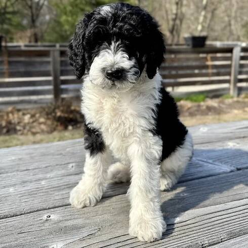 Bernedoodle Puppies - looking for families in New England and beyond — VidaDoodle - NH Bernedoodles