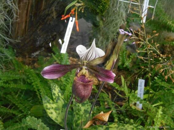 Střevíčníkovec (Paphiopedilum)