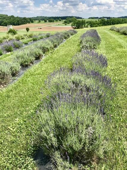 Summer 2021 Fresh Views – A Fresh POV for You!