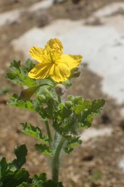 Vlaštovičník větší (Chelidonium majus)