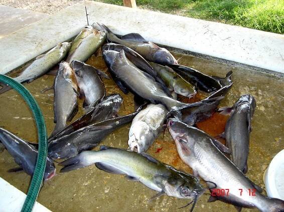 Texas Alien Fishing Log