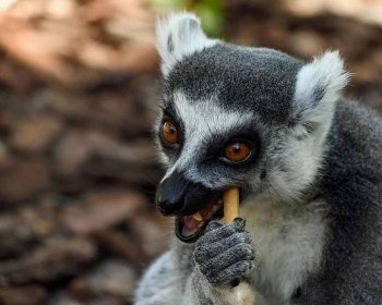 zvířat, volně žijících živočichů, lemur, Madagaskar, primát, roztomilý, portrét