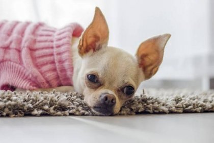 Seznamte se s čivavou, nejmenším psem na světě | Mundo Perros 