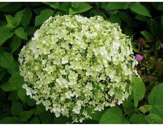 Hortenzie stromkovitá Annabelle bílá průměr květináče 23 cm