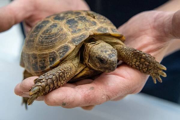 Víkendové tipy v Ostravě: noblesní i zábavné plesy, Fauna trhy, fotbálek i hokej