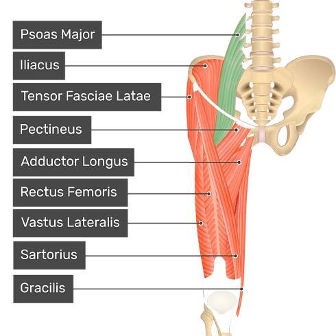 The anterior view of the thigh, pelvis and lower section of the vertebral column. The visible labelled muscles include Psoas Major, Iliacus (highlighted in green), Tensor Fasciae Latae, Pectineus, Rectus Femoris, Vastus Lateralis, Sartorius, Adductor Longus and Gracilis.