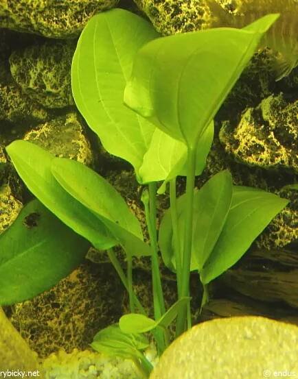 Echinodorus cordifolius 'Ovalis' | © endus