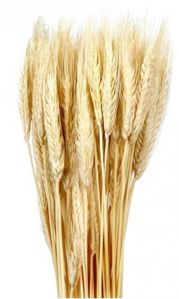 Nohel Garden Sušená dekorace Triticum - pšenice přírodní 40 g