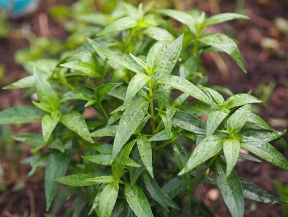 Právenka latnatá- Andrographis paniculata
