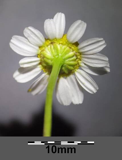 Soubor:Matricaria chamomilla sl10.jpg – Wikipedie