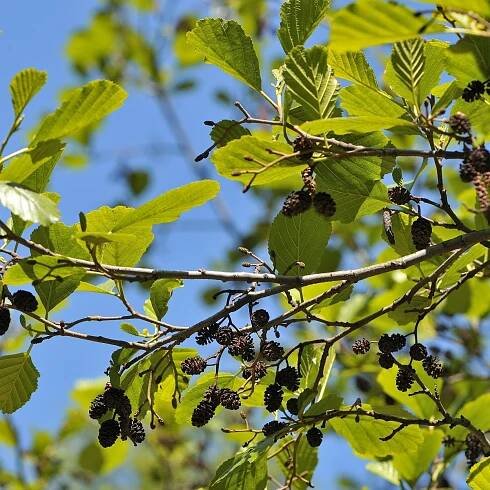Olše lepkavá - Alnus glutinosa - osivo olše - 8 ks