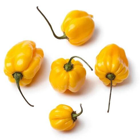 yellow scotch bonnet peppers