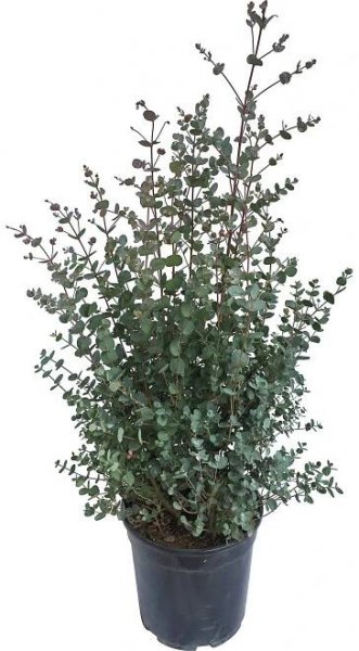 OBI Blahovičník výška cca 30 cm květináč cca 5 l Eucalyptus gunnii