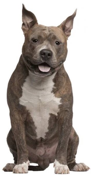 american-staffordshire-terrier-pricing
