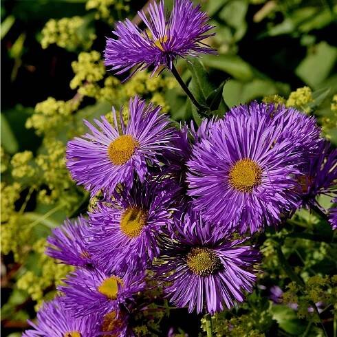 Hvězdnice chlumní - Aster amellus - semena hvězdnice - 70 ks