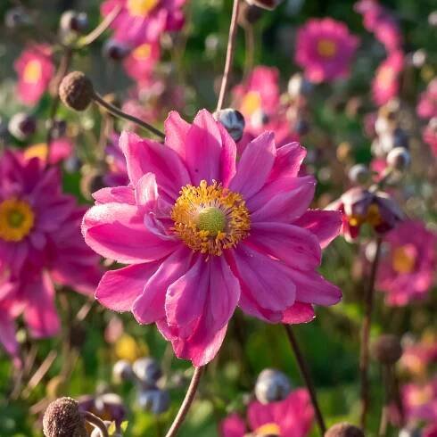 Zawilec japonský 'Prinz Heinrich' (Anemone hupehensis) Velká sazenice 2.0 l