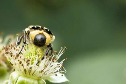 Bezplatný obrázek: brouk, zblízka, hmyz, pestík, žluto hnědá, pyl, nektar, bezobratlých, příroda, Beruška