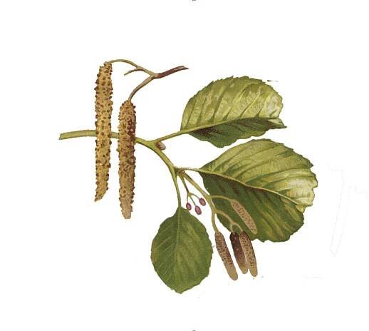 Herbář — CULINA BOTANICA