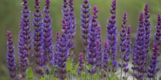Jak na pěstování šalvěje lékařské: Tato bylina vám pomůže od bolesti v krku i na hojení ran