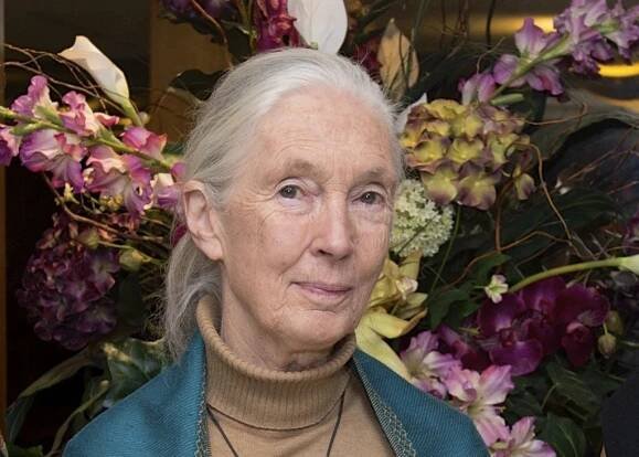 Zemřela britská primatoložka Jane Goodallová, bylo jí 91 let