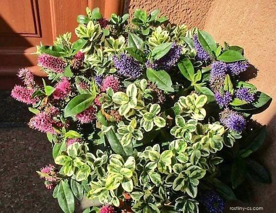 Hebe Andersonova - Veronica x andersonii