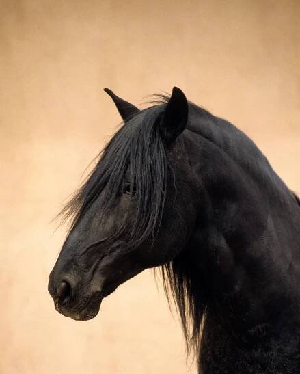 Noble Conquistador