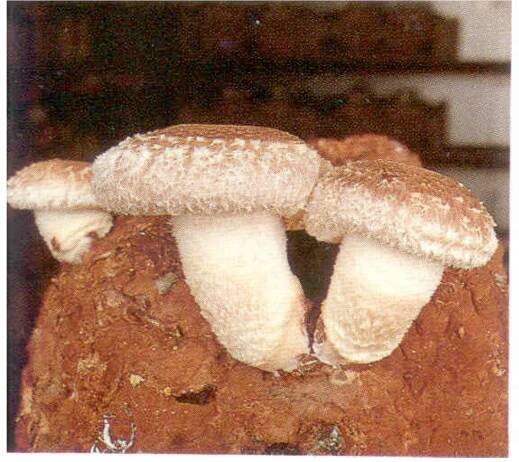 (PDF) Medicinal Mushrooms: Their therapeutic properties and current medical usage with special emphasis on cancer treatments