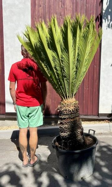 Cycas revoluta-12, cca 170 cm