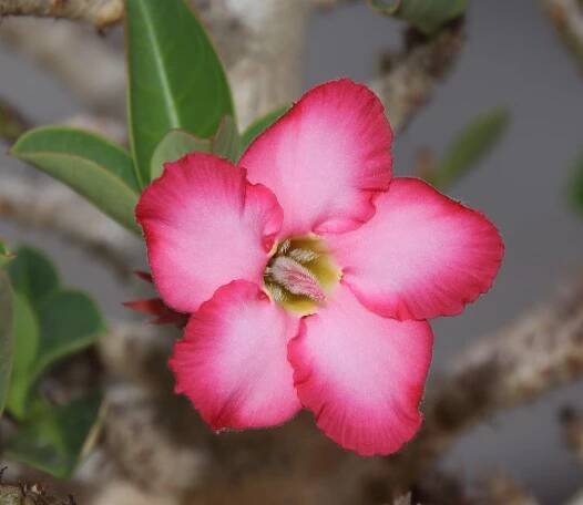 Rosa del Desierto Adenium obesum