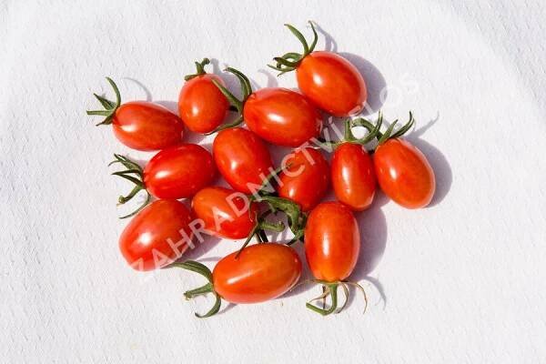 Rajče tyčkové datlové 'Mandat' F1 - Solanum lycopersicum L. 'Mandat' F1