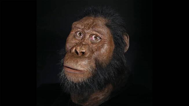 Revealing the new face of a 3.8-million-year-old early human ancestor