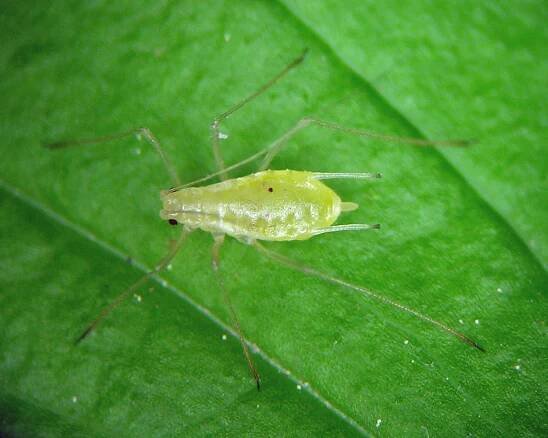 Macrosiphum wilsoni aptera from the forests near Hayden, Idaho.