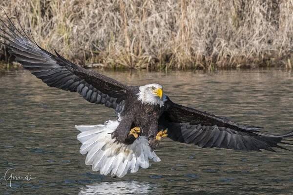 Photo Contest Results 2020-21 | Bald Eagle Interpretive Center