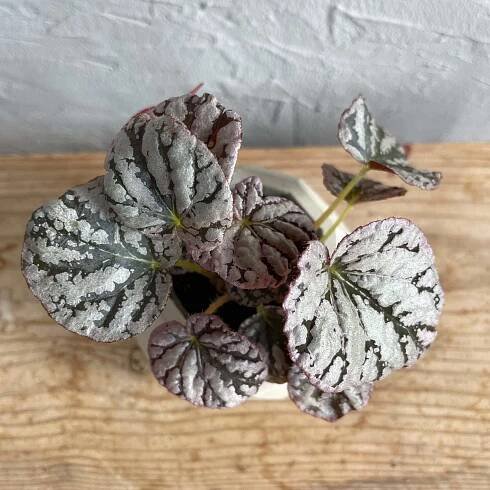 Begonia Rex Chayo baby