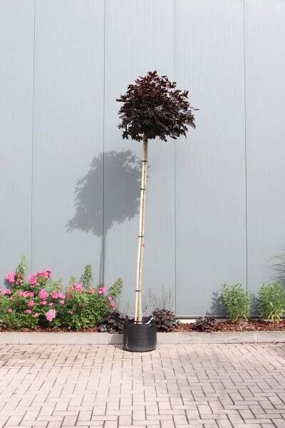 Acer platanoides Crimson Sentry