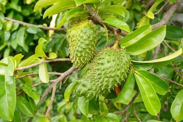 ANONA GRAVIOLA | Herbář peruánských bylin a rostlin z And a Amazonie