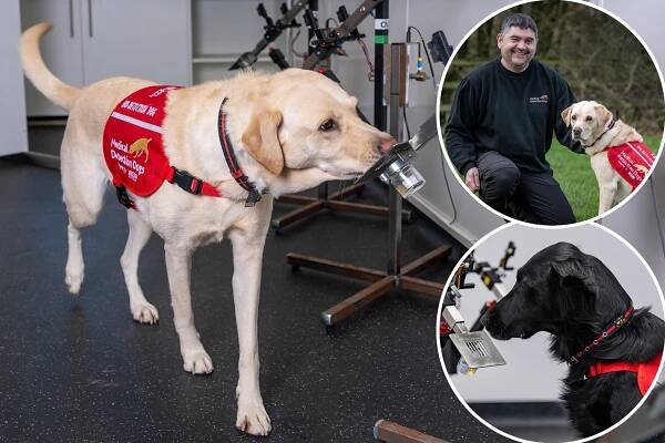 A dog with a special needs device, with Phill Jupitus in the background