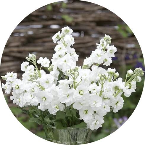 Fiala šedivá - Matthiola incana 'Column Stock White Goddess'