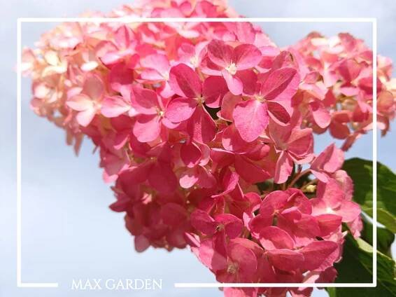 Hortenzia metlinatá - Hydrangea paniculata ́Fraise Melba ́