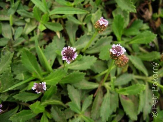 Phyla_nodiflora