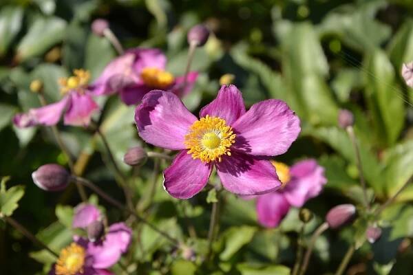 Anemone " Fantasy Ariel " ® - sasanka Zahradnictví Krulichovi - zahradnictví, květinářství, trvalky, skalničky, bylinky
