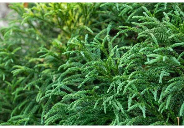 Grow by OBI Kryptomerie japon. "Cryptomeria japonica" Globosa Nana, 9 l, v 60 cm